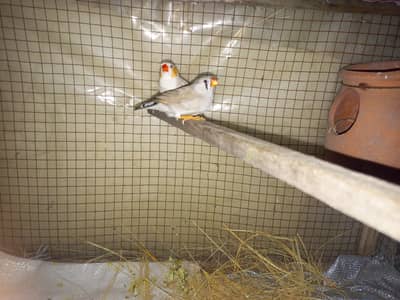 Zebra Finch Penguin male light back grey female