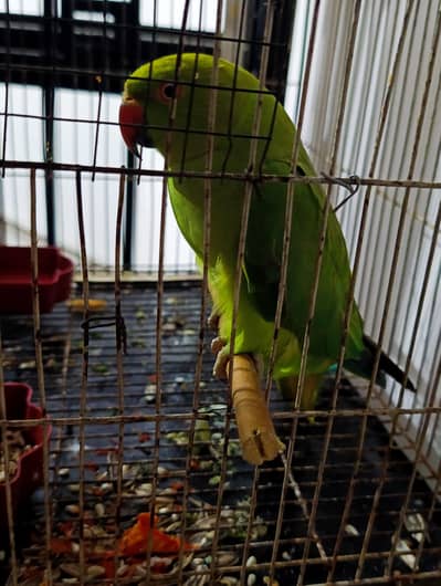 female breeder female parrot,