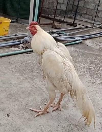 heera aseel for sale