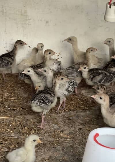 Turkey Chicks For Sale