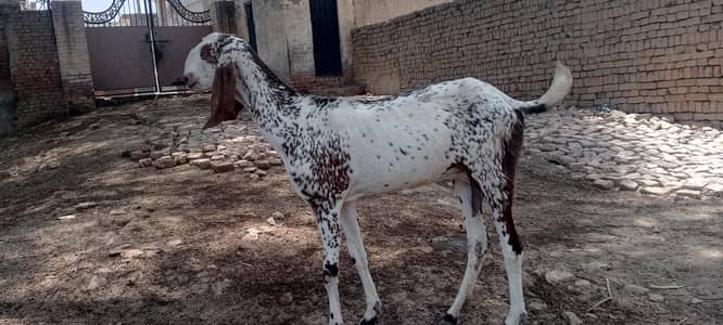Makhi cheeni bakri for sale