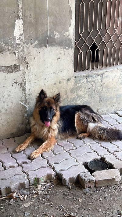 Beautiful Shepherd