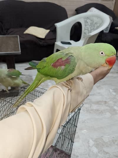 raw parrot for sale talking and handtaim