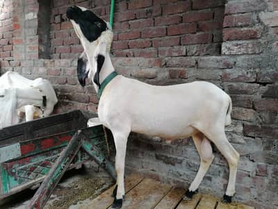 Desi Chatra Kheera ha