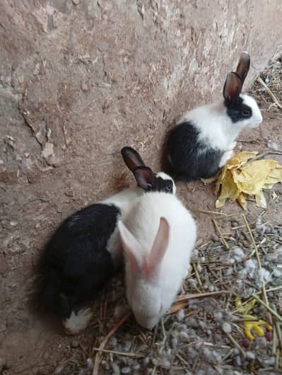 Healthy baby Rabbits for sale