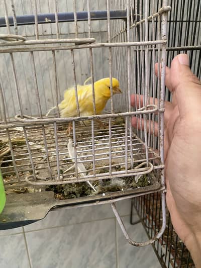 Singing canary for sale