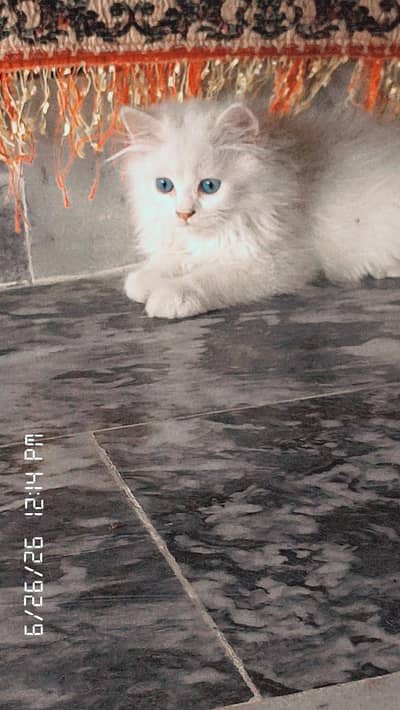 Persian kittens pair blue eyes  heavy fur
