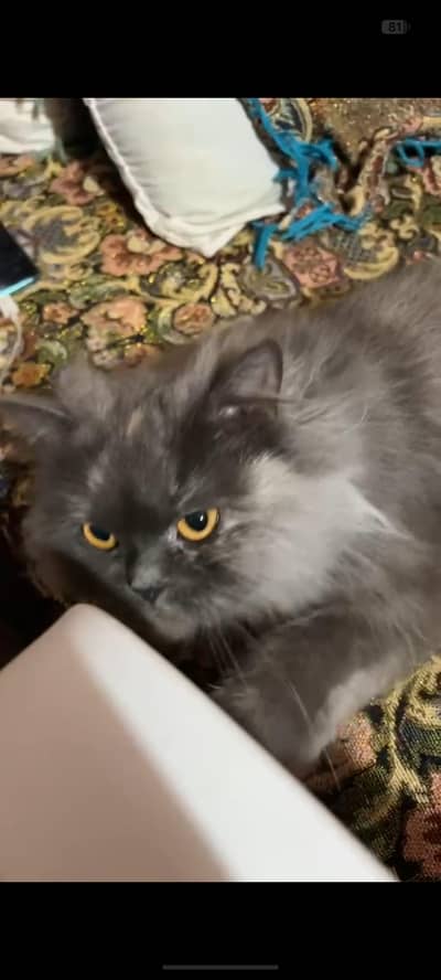 persian Triple coated female cat