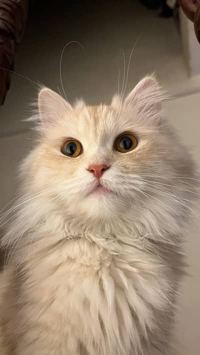 Persian Cat vaccinated