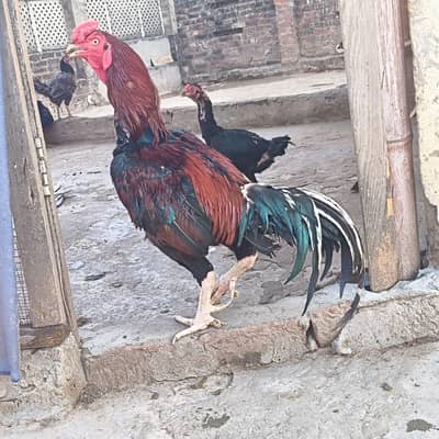 aseel murga for sale