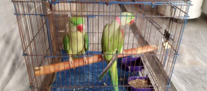 Alexander Row parrot pair for sale
