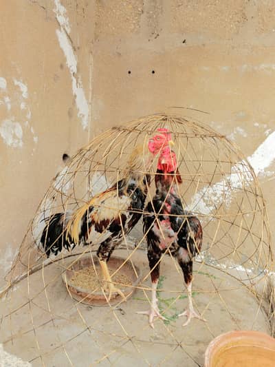 Aseel murga
