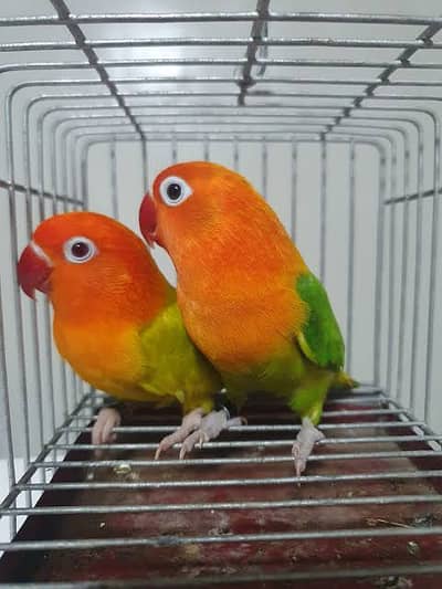 Love Birds 2 pairs with cage