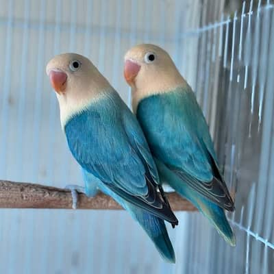 Love Birds  Breeder pair