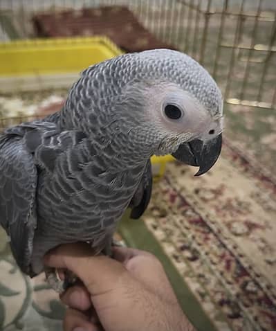 African Congo Grey Parrot Pair For Sale
