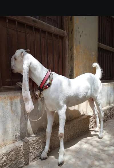 bakri 2 dant patt hai