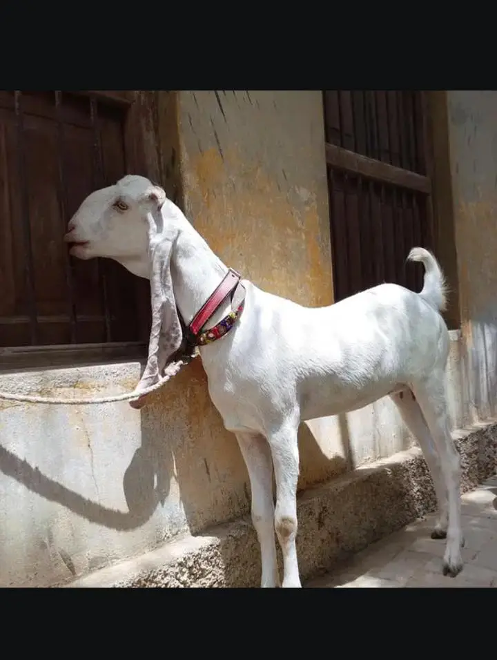 bakri 2 dant patt hai — photo 2