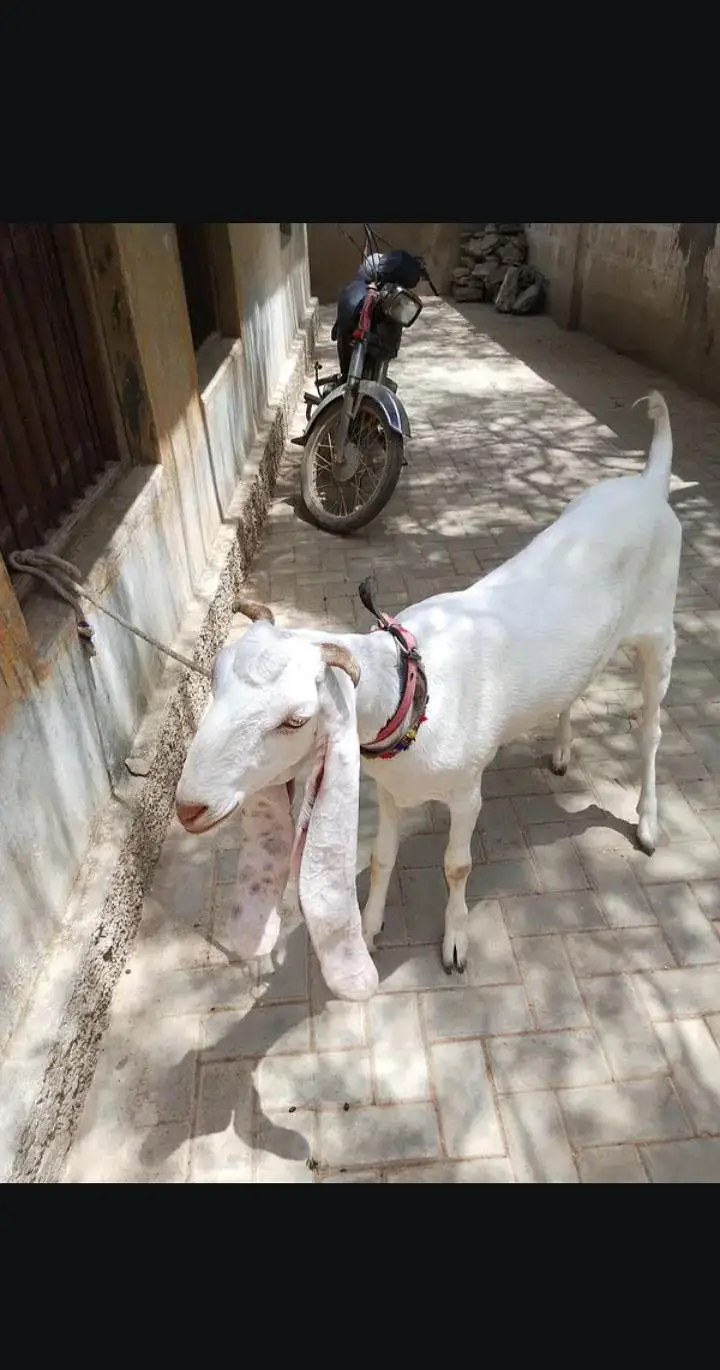 bakri 2 dant patt hai — photo 3