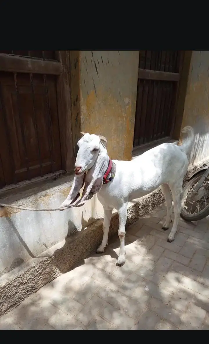 bakri 2 dant patt hai — photo 4