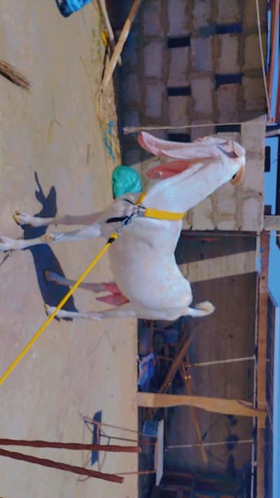 Gulabi bakri for sale