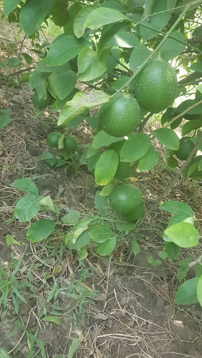 meetha (Sweet lime)