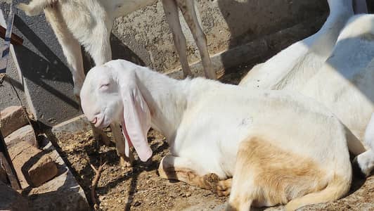 pregnant Rajanpuri Goats for sale
