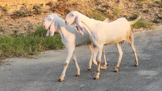 pregnant Rajanpuri Goats for sale