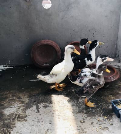 Dasi ducks