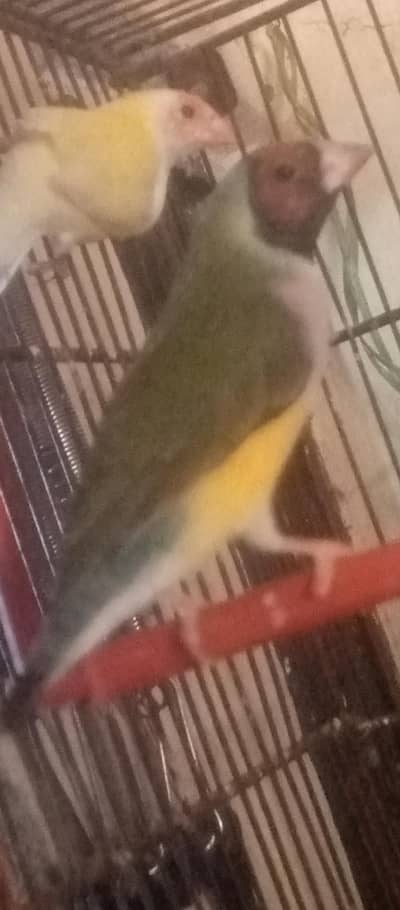 Goldian finch female for sale