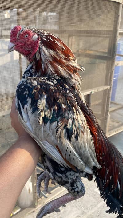 Pure Mianwali Old Breed