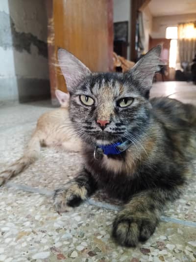 Healthy 4 Year Tortoiseshell Tabby Cat