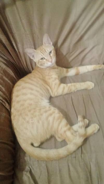 orange cat