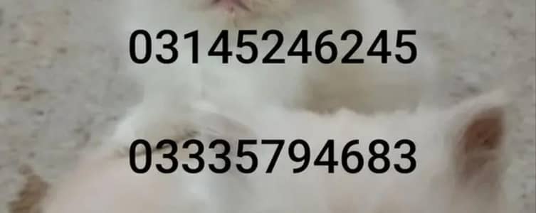 Persian kittens for sale