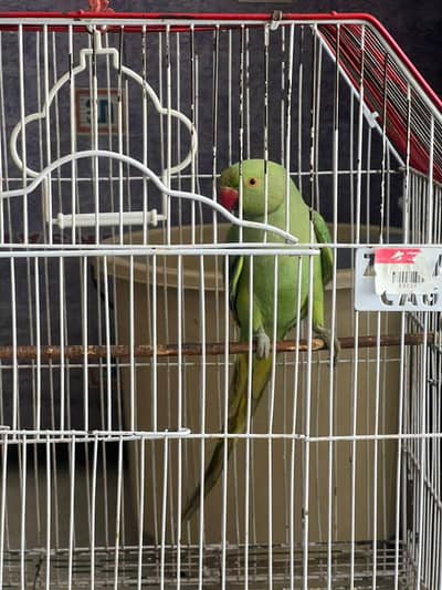 healthy active  male  are available with out cage
