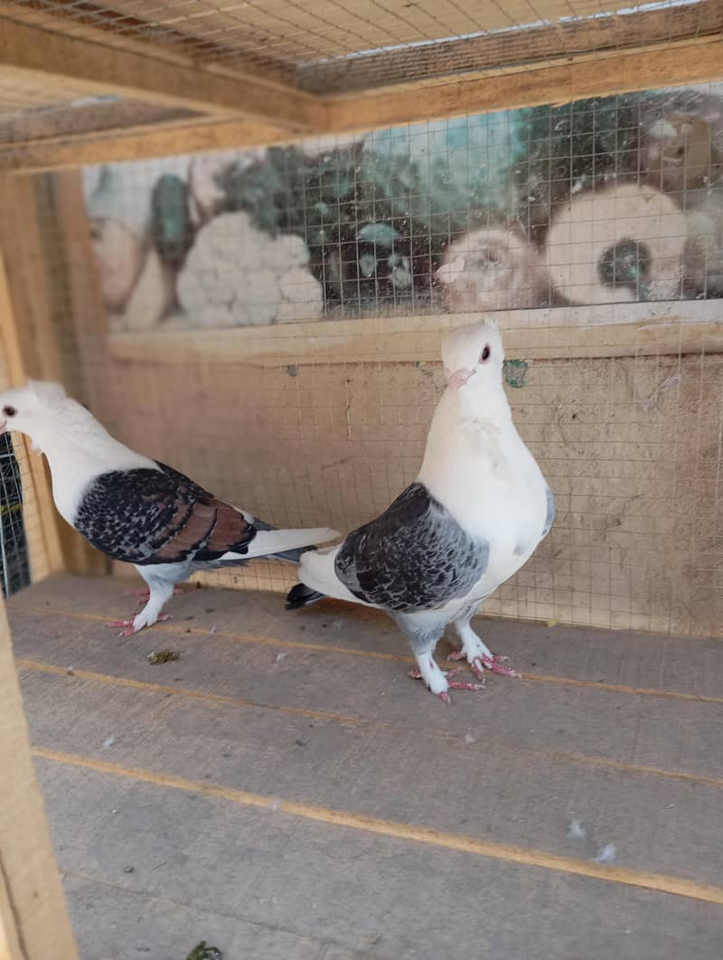 sentient  breader pair 0