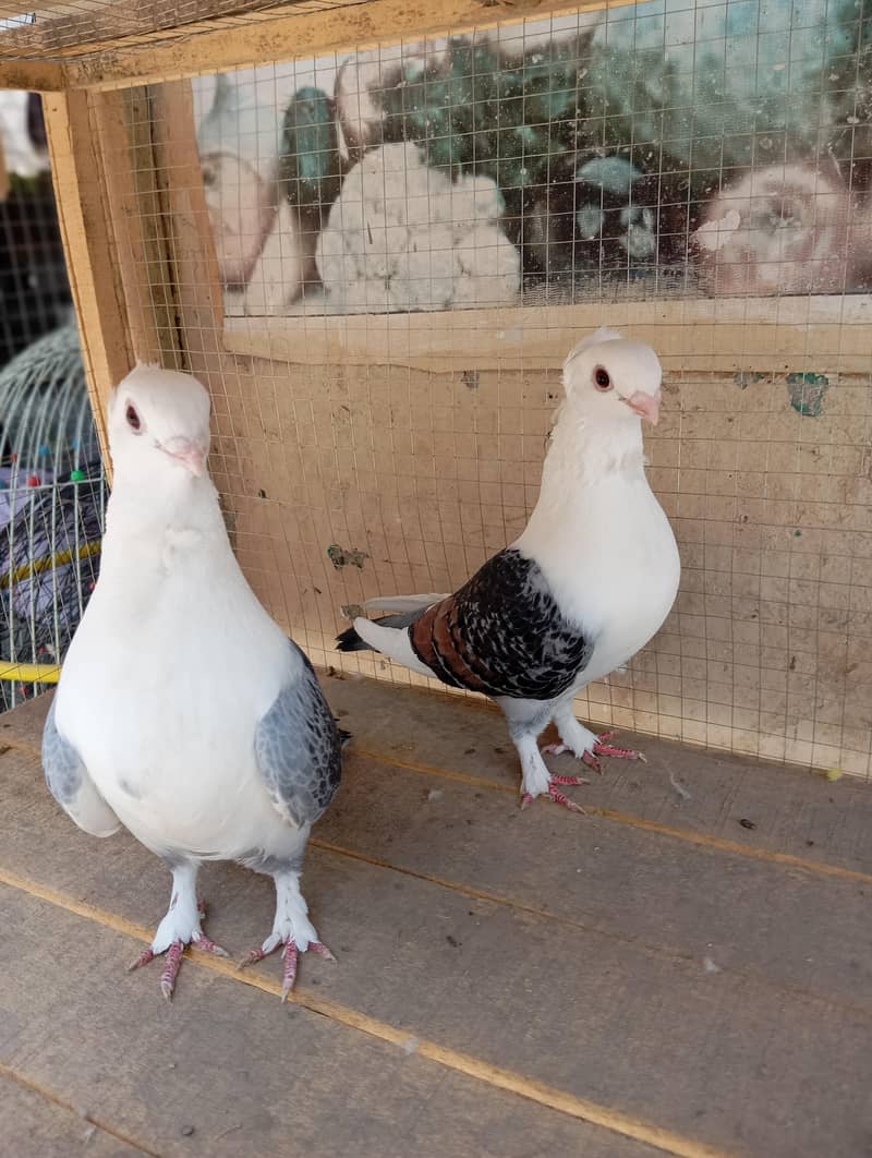 sentient  breader pair 1