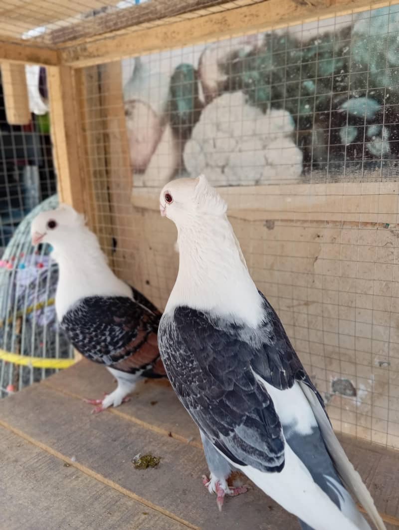sentient  breader pair 2