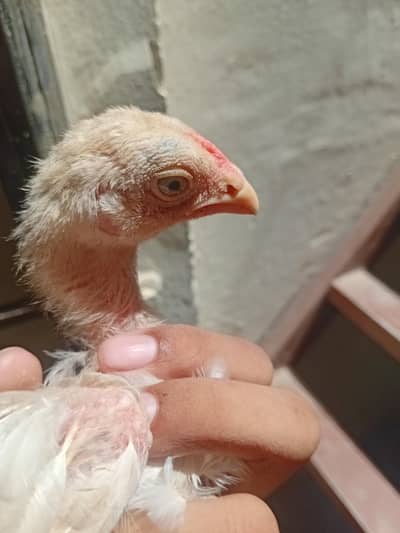 herra aseal pair