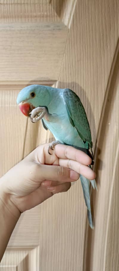 Blue Ringnack for sale