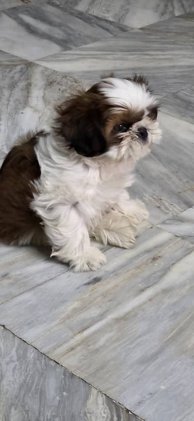 Shihtzu Puppies
