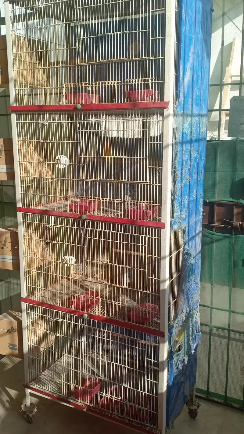parrot cage — photo 2