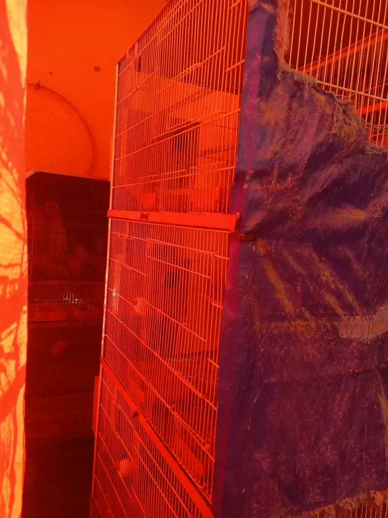 parrot cage — photo 3