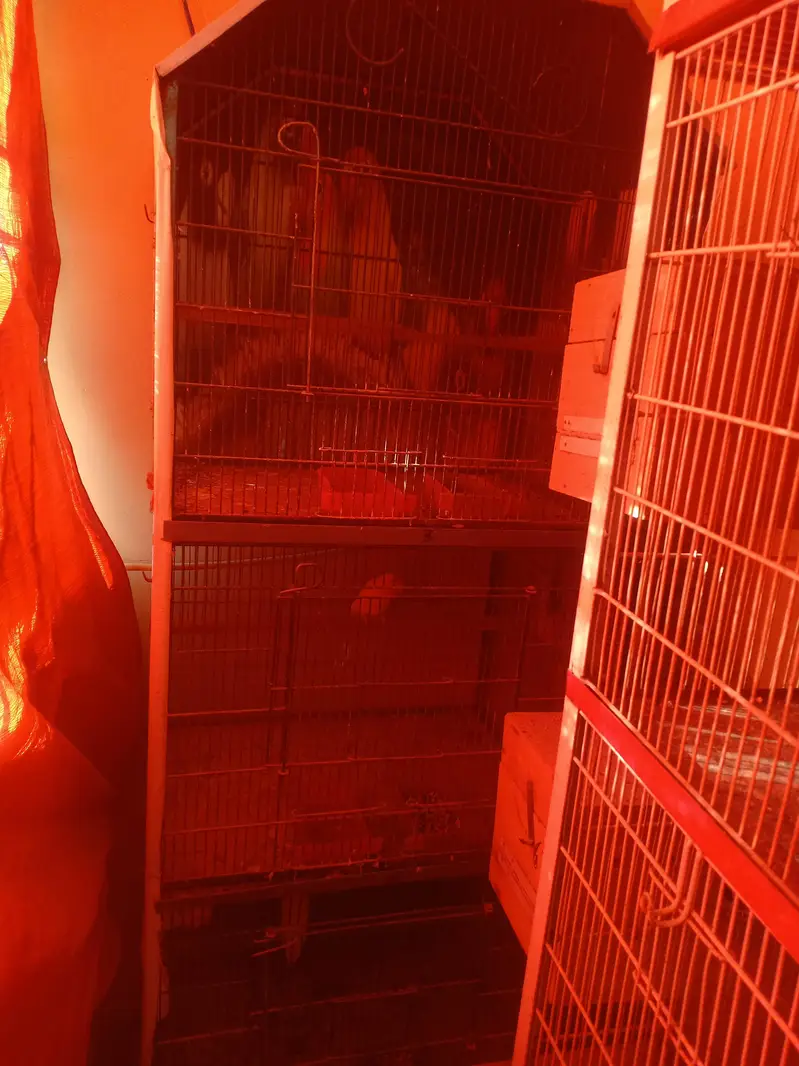 parrot cage — photo 4