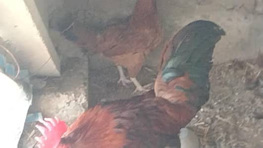 pure desi murga murgi pair for sale 1 Saal age home bread