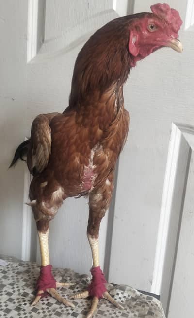 Peela patha burhmi +Turkish hint urgent sale