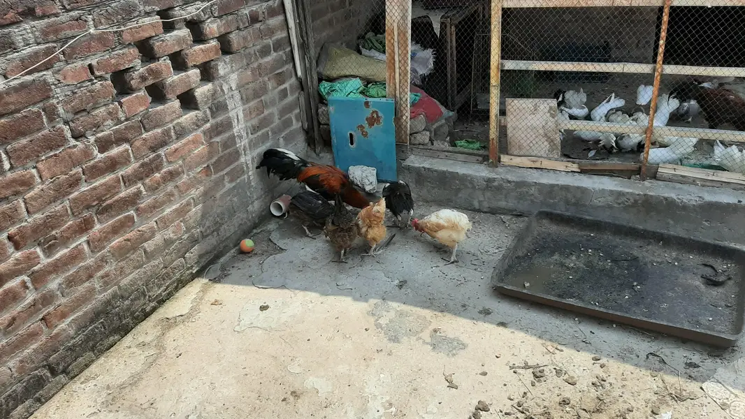 tamam murgia 1400 per KG 03026310312 — photo 2