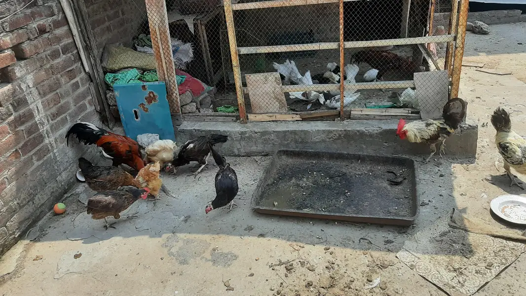 tamam murgia 1400 per KG 03026310312 — photo 3