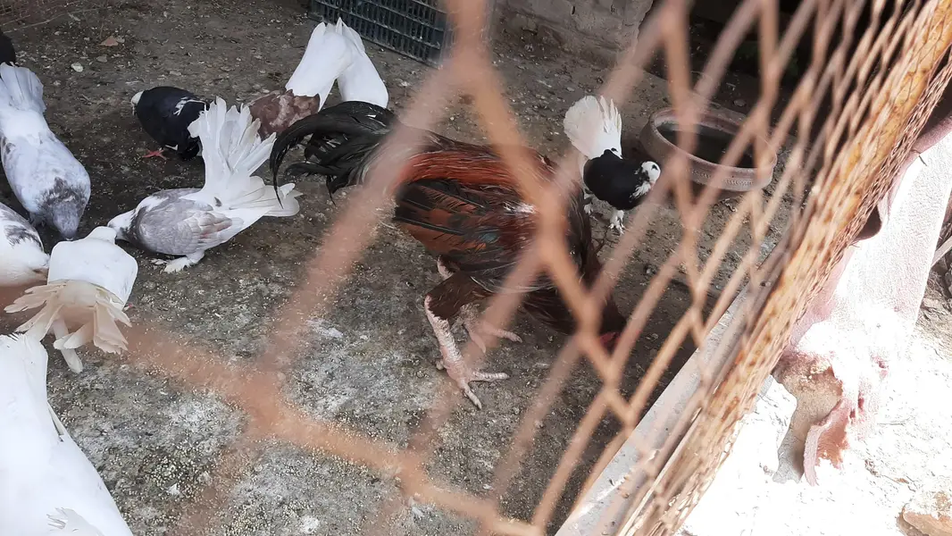 tamam murgia 1400 per KG 03026310312 — photo 4