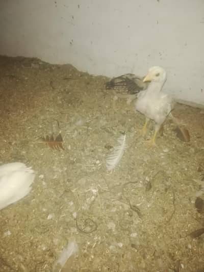 Aseel chicks for sell