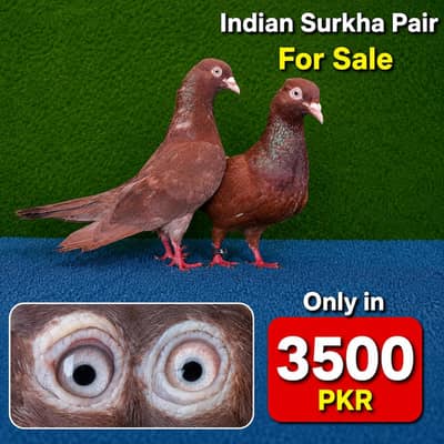 joro waly pigeon / Kabootar | Cage | Pinjra | Jory with cages. . . 1500pr